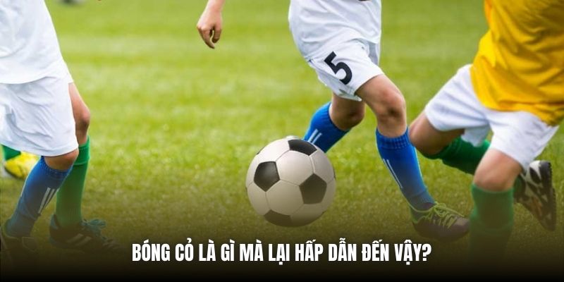 Bóng cỏ là gì mà lại hấp dẫn đến vậy?